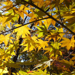 Maple, Japanese 'Arakawa'